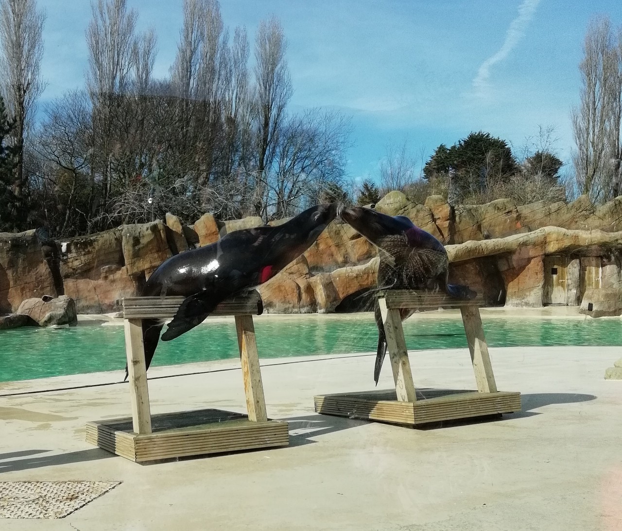 Californian Sea Lions during a daily performance