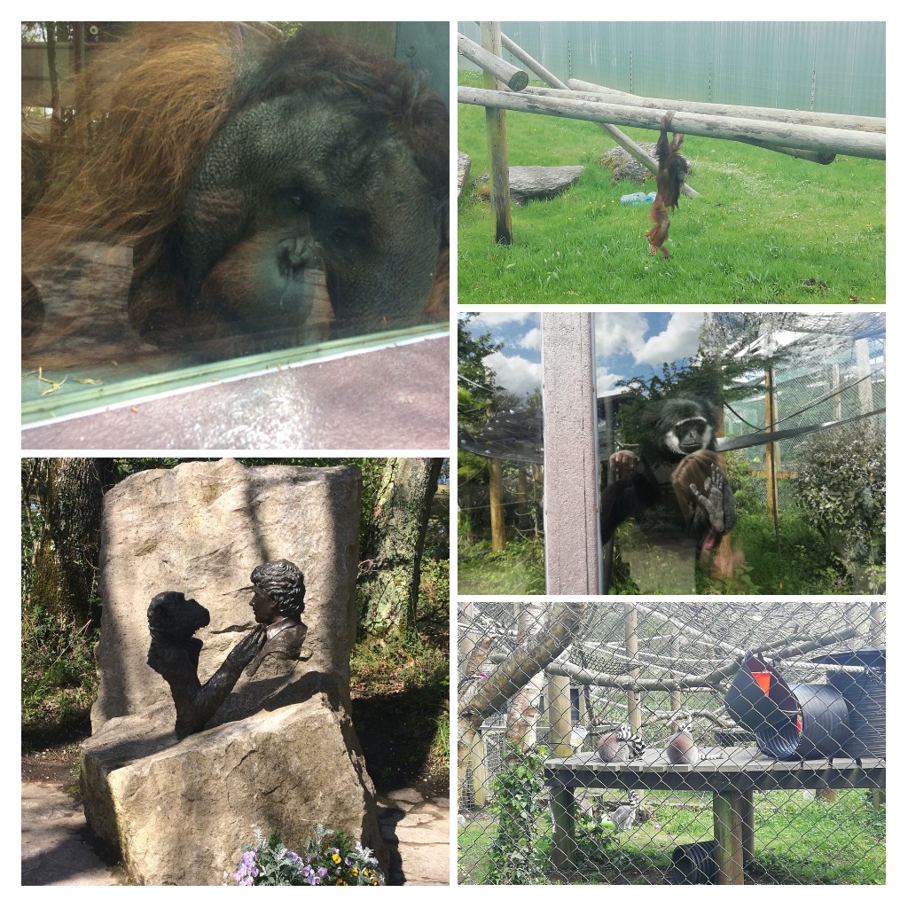 A collage containing five images taken at monkey world